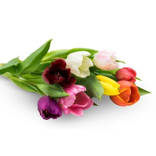 Tulips at request